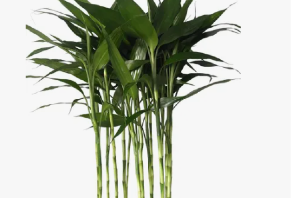 bambu da sorte
