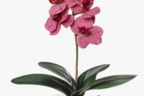 orquidea 1