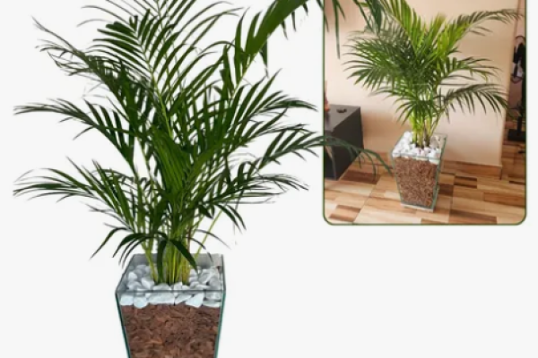 palmeira areca