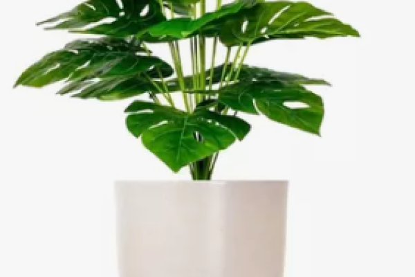 vaso 1